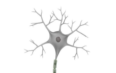 成人也能长脑子！研究证明人脑神经元可终身生成